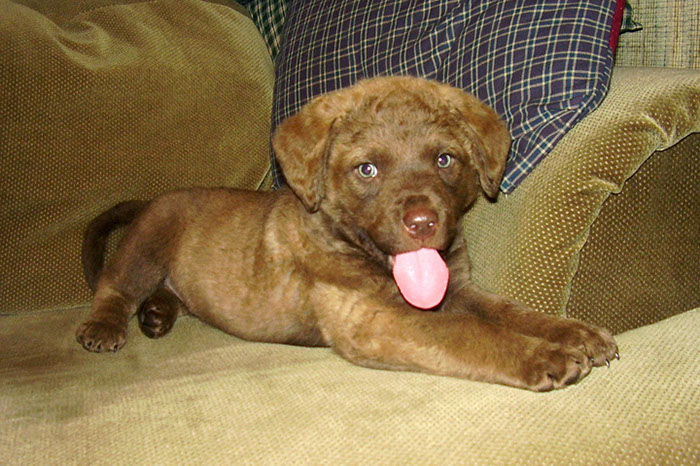 %_tempFileNameRiley_pups-02a%