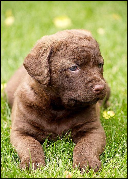 %_tempFileNameWinnie_pups-5wks-08%