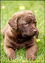 %_tempFileNameWinnie_pups-5wks-08%